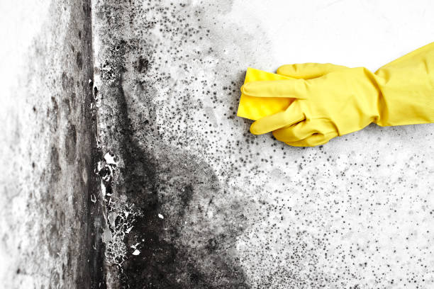 Best Certified Mold Removal  in Schaumburg, IL