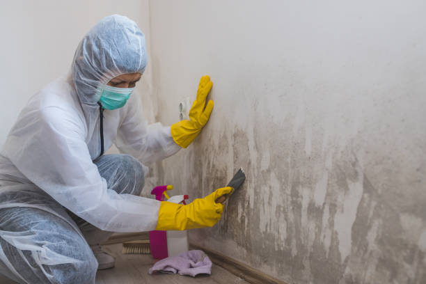 Crawl Space Mold Removal in Schaumburg, IL