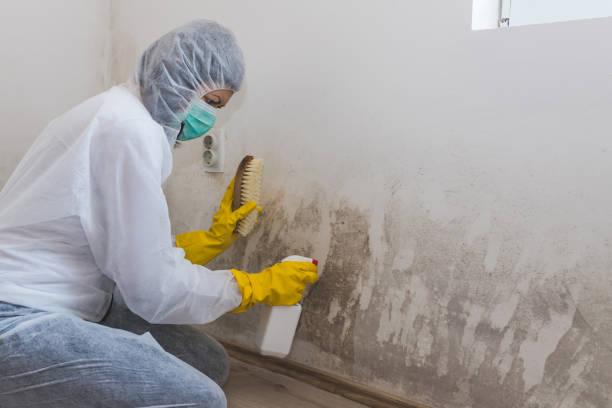 Best Best Mold Removal Companies  in Schaumburg, IL