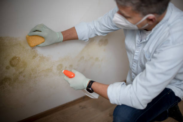 Best Local Mold Removal Service  in Schaumburg, IL