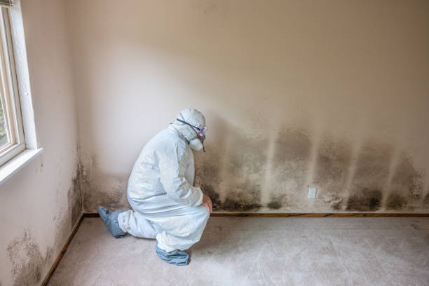 Best Mold Testing  in Schaumburg, IL