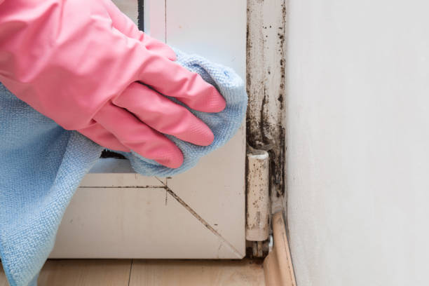 Best Mold Testing  in Schaumburg, IL