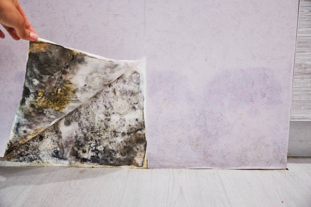 Trusted Schaumburg, IL Mold Removal Experts